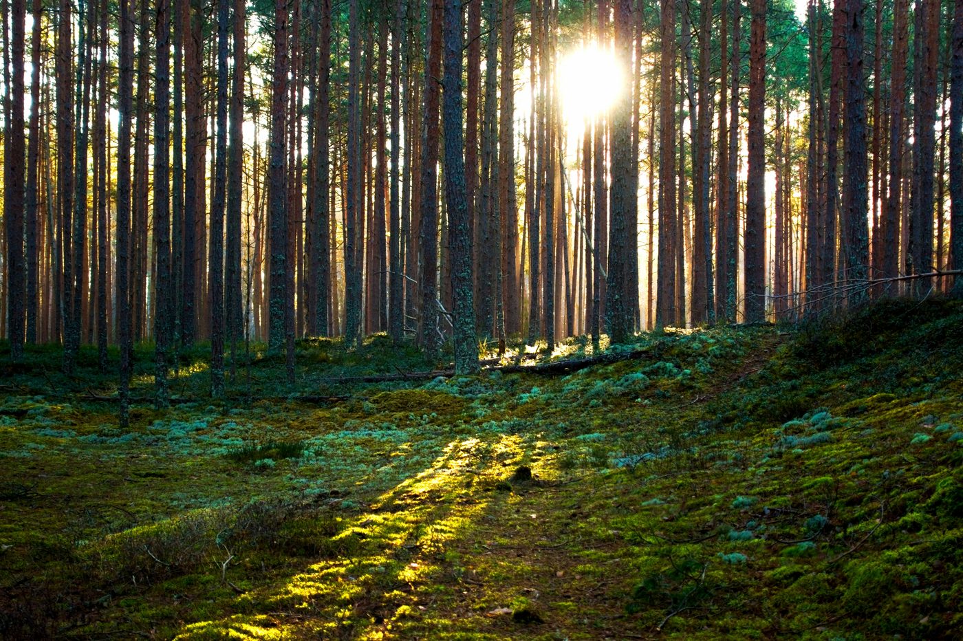 Forêt de pins en contre-jour doré, gérée durablement